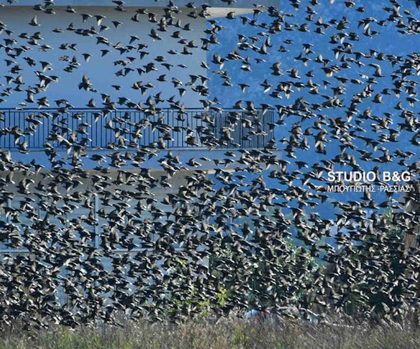 Ναύπλιο: Απίστευτο «σόου» έστησαν εκατοντάδες πουλιά - Μαγικές εικόνες