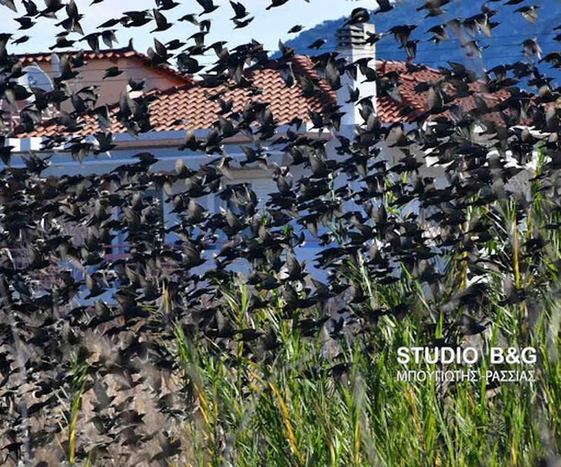 Ναύπλιο: Απίστευτο «σόου» έστησαν εκατοντάδες πουλιά - Μαγικές εικόνες