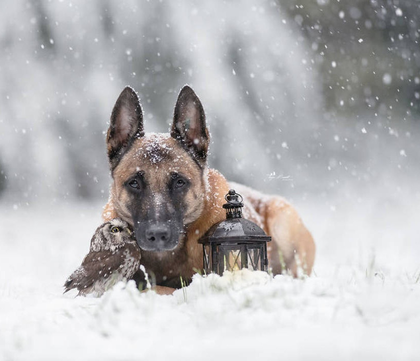 Viral: Η απίθανη φιλία ενός σκύλου και μιας κουκουβάγιας που θα σας συγκινήσει (Pics)