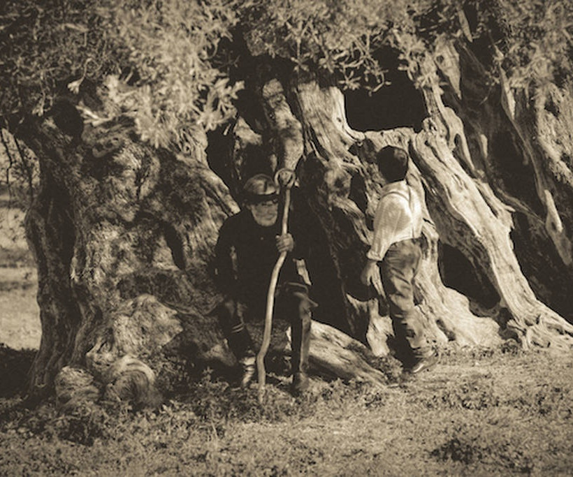 Η Creta Farms Δοξάζει το Ελαιόλαδο με έναν Ύμνο στις Ρίζες Όλων Μας