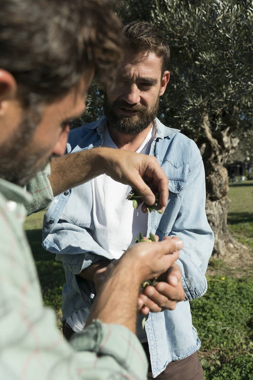 Η Creta Farms Δοξάζει το Ελαιόλαδο με έναν Ύμνο στις Ρίζες Όλων Μας