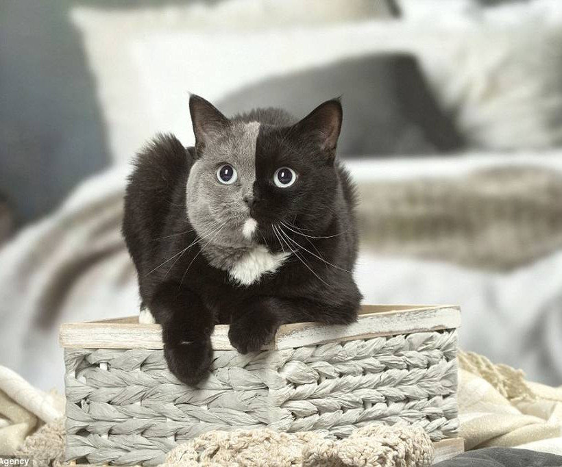 Αυτή είναι η γάτα με τα δύο πρόσωπα! (pics)