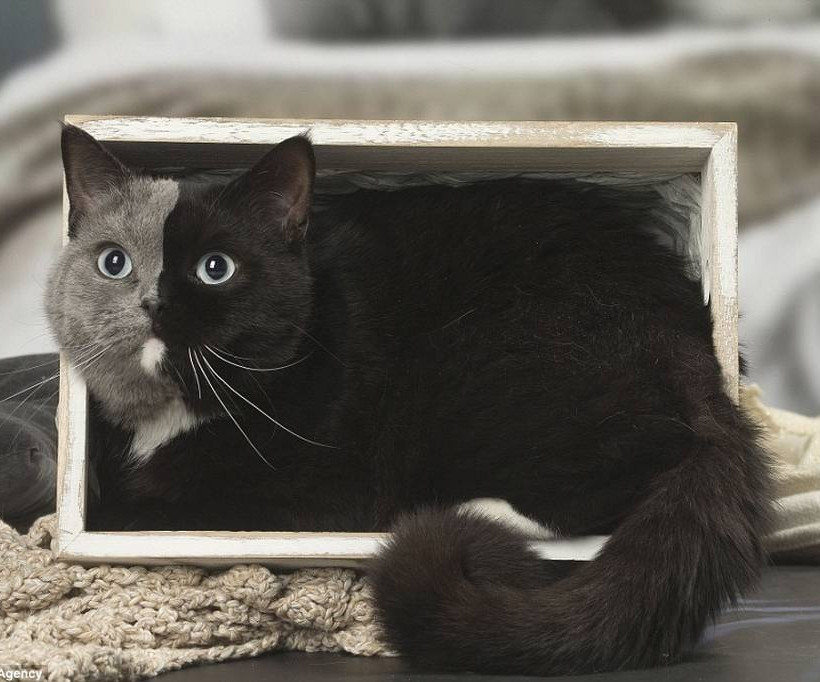 Αυτή είναι η γάτα με τα δύο πρόσωπα! (pics)