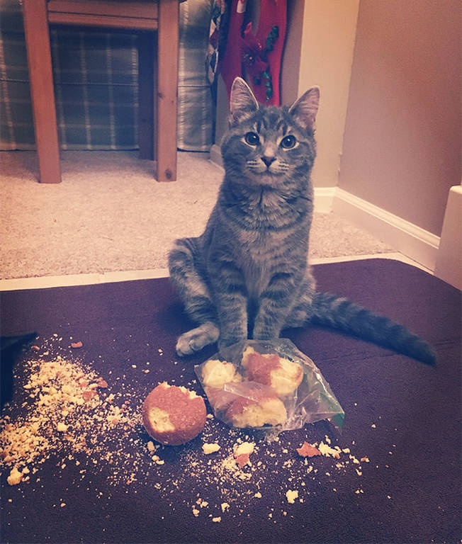 Viral: Όταν οι γάτες φέρονται σαν τα πιο «σατανικά» πλάσματα στον πλανήτη (Pics)