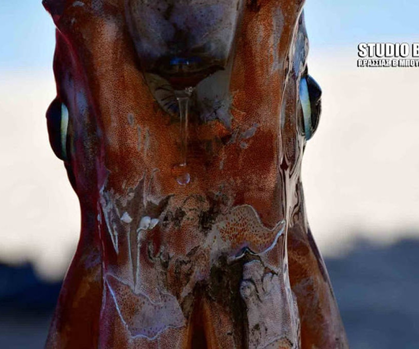 Ναύπλιο: Κολυμπούσαν στη θάλασσα όταν ξαφνικά… 