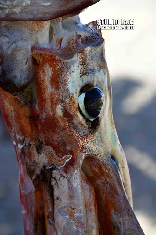 Ναύπλιο: Κολυμπούσαν στη θάλασσα όταν ξαφνικά… 