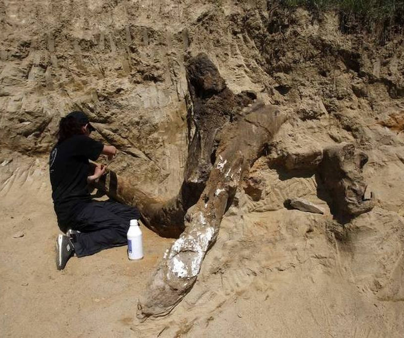 Βρέθηκε προϊστορικός ελέφαντας 8 εκατ. ετών!