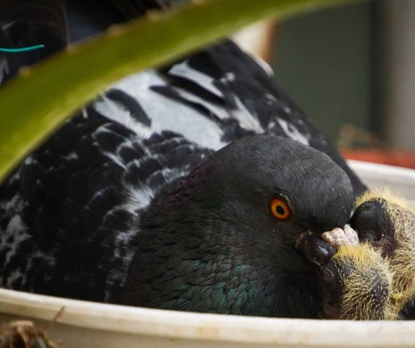 Περιστέρα γέννησε στη Βουλή! Δείτε τις εικόνες 