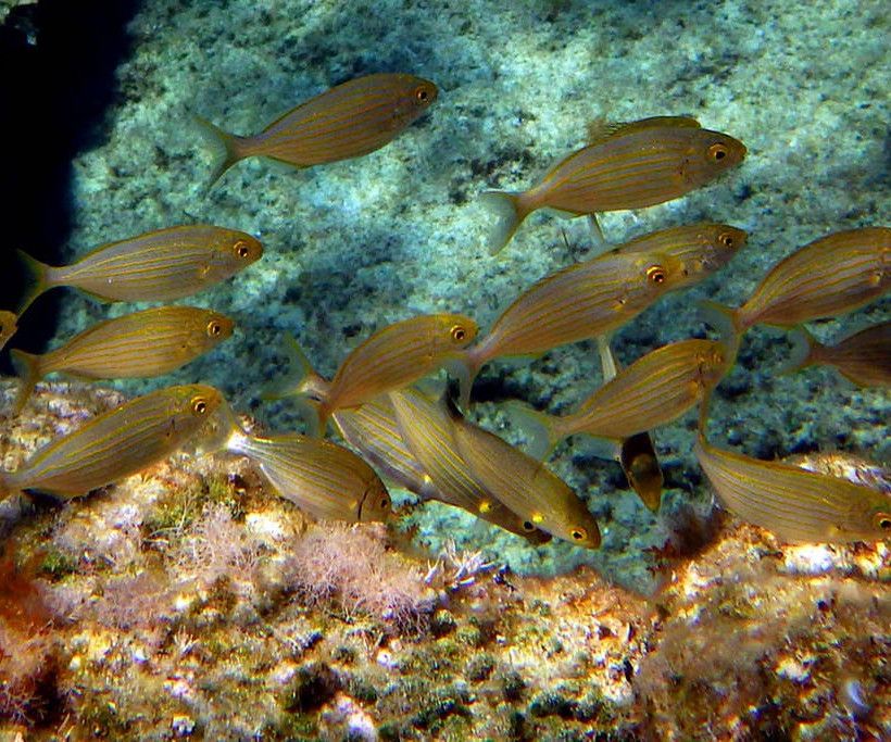 Κέα: Ένας πανέμορφος τουριστικός προορισμός παντός καιρού (pics)