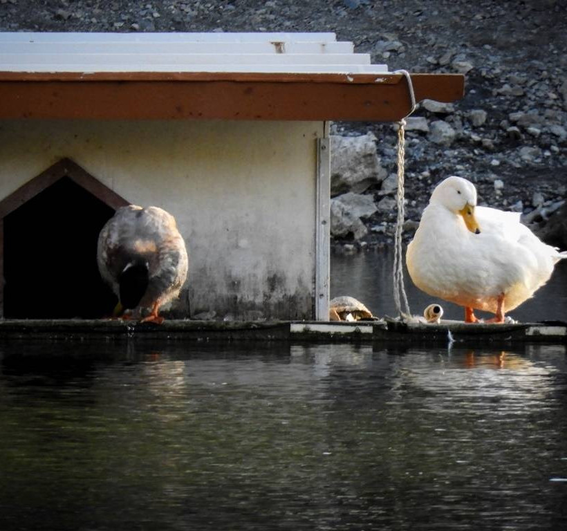 Αυτή είναι η εντυπωσιακή λίμνη που βρίσκεται μόλις μισή ώρα από την Αθήνα (photos)