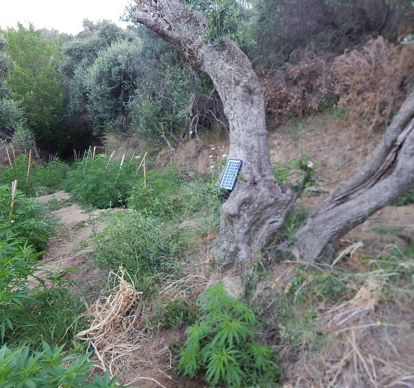 Ρέθυμνο: Εντοπίστηκε φυτεία με εκατοντάδες δενδρύλλια κάνναβης - Τέσσερις συλλήψεις