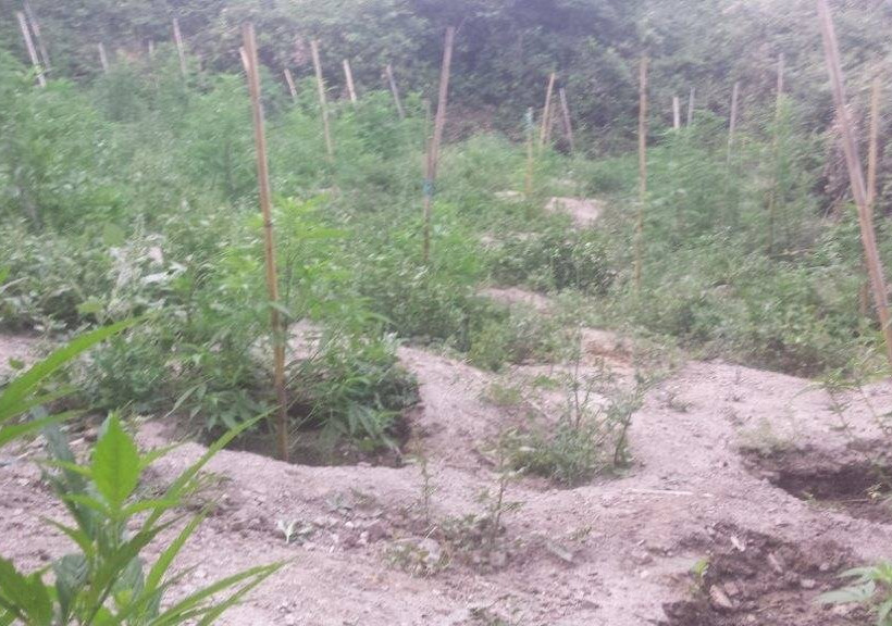 Ρέθυμνο: Εντοπίστηκε φυτεία με εκατοντάδες δενδρύλλια κάνναβης - Τέσσερις συλλήψεις