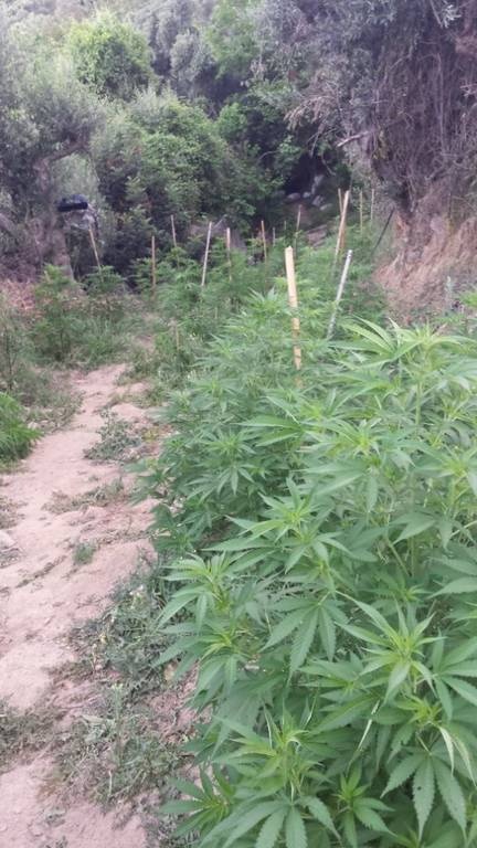 Ρέθυμνο: Εντοπίστηκε φυτεία με εκατοντάδες δενδρύλλια κάνναβης - Τέσσερις συλλήψεις