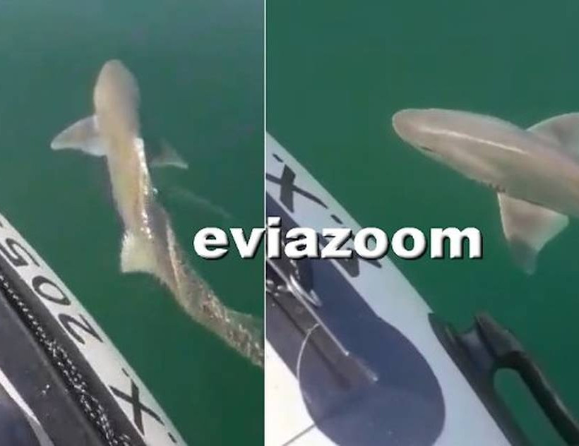 Καρχαρίας στη Χαλκίδα! (photo&video)