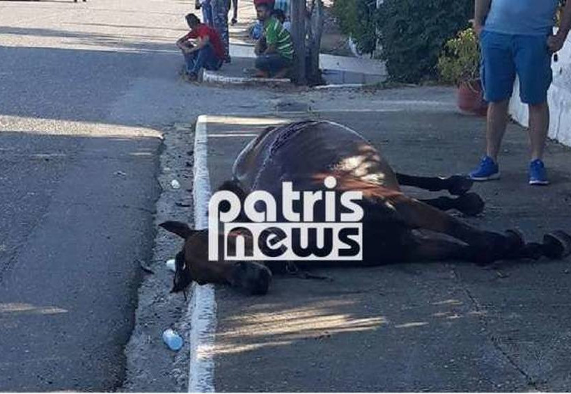 Τροχαίο - σοκ στον Πύργο: Άλογο τράκαρε με αυτοκίνητο - Τραυματίστηκε έγκυος (pics)