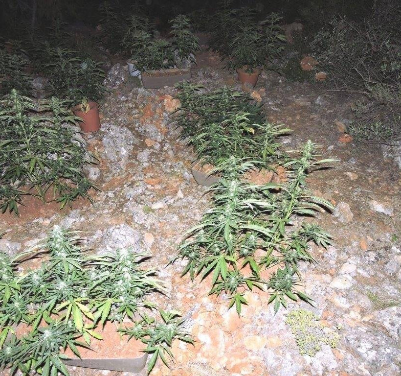 Πετρούπολη: Εντοπίστηκε φυτεία κάνναβης στο Ποικίλο Όρος (pics)