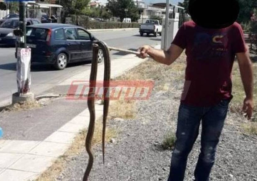 Πάτρα: Φίδι 2,5 μέτρων σε κατοικημένη περιοχή προκάλεσε πανικό 