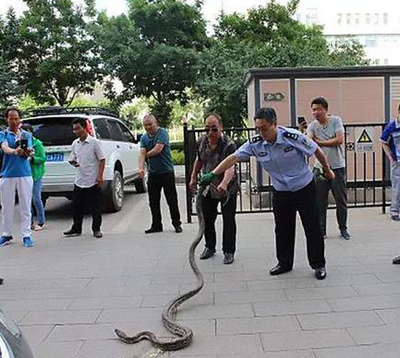 Κίνα: Τετράμετρος πύθωνας βρέθηκε σε μηχανή αυτοκινήτου