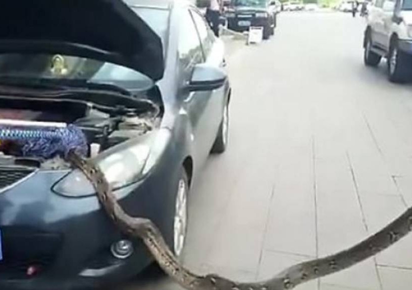 Κίνα: Τετράμετρος πύθωνας βρέθηκε σε μηχανή αυτοκινήτου