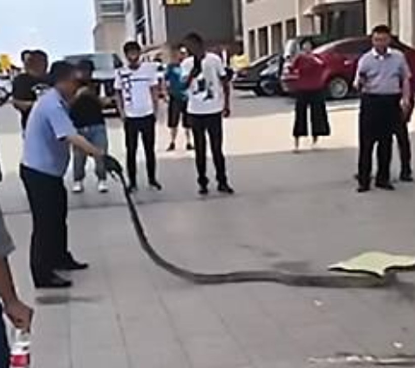 Κίνα: Τετράμετρος πύθωνας βρέθηκε σε μηχανή αυτοκινήτου