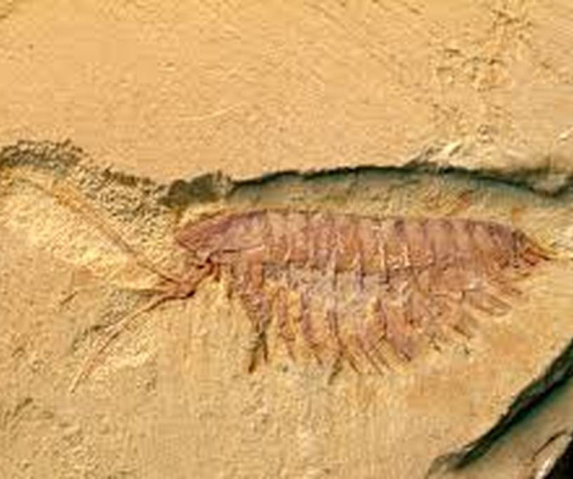 Τα πρώτα ζώα της Γης είχαν προκαλέσει και αυτά κλιματική αλλαγή 