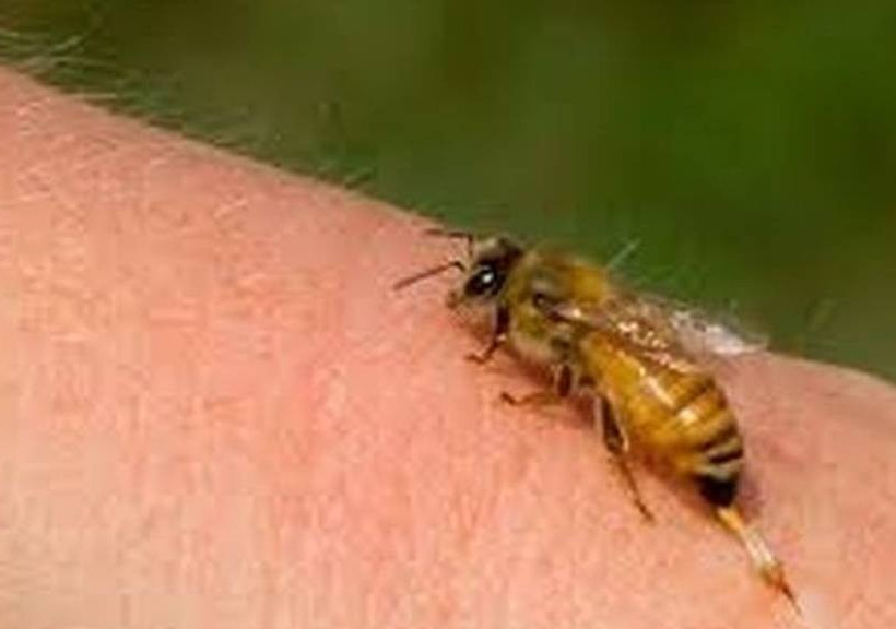 Τραγωδία στην Εύβοια: Ψαράς έπεσε νεκρός από τσιμπήματα μελισσών