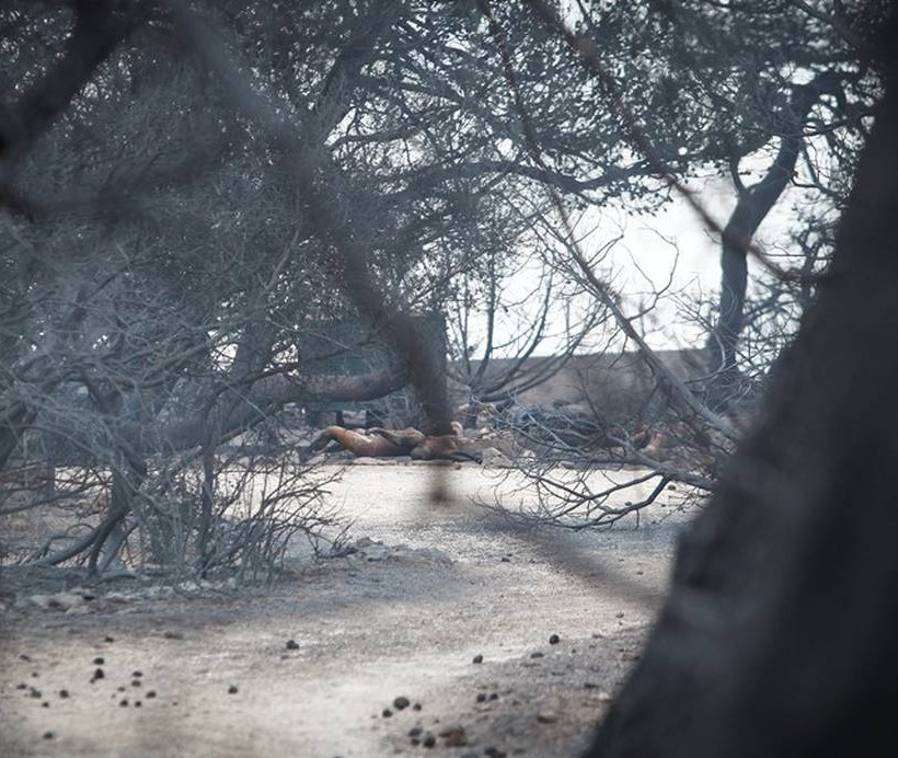 Φωτιά τώρα – Ανατριχιαστική μαρτυρία: «Είδα ένα κορίτσι να καίγεται και να πηδάει από τον γκρεμό»