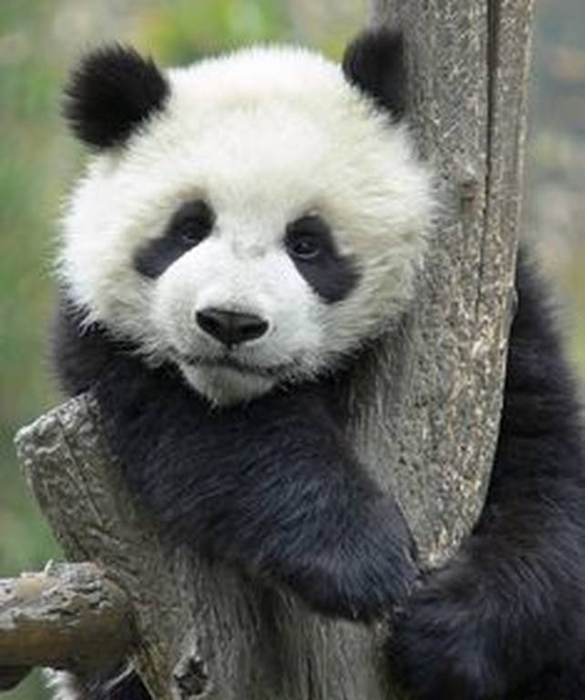 Κίνα: Γεννήθηκαν τα πρώτα δίδυμα πάντα από γονείς που ζουν ο ένας στη φύση και ο άλλος σε αιχμαλωσία