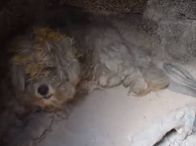 Φωτιά Μάτι: Παγκόσμια συγκίνηση για τον… Λουκουμάκη που βρέθηκε ζωντανός στα αποκαΐδια (video)