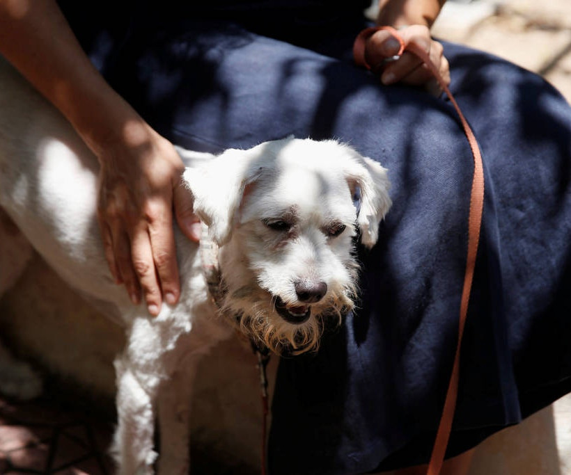 Φωτιά Μάτι: Παγκόσμια συγκίνηση για τον… Λουκουμάκη που βρέθηκε ζωντανός στα αποκαΐδια (video)
