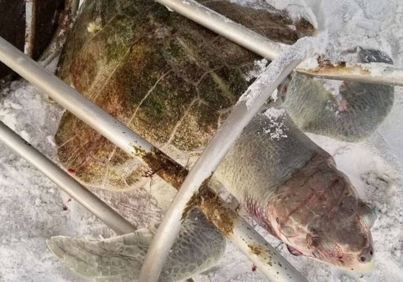 Εικόνες φρίκης: Μία από τις πιο σπάνιες χελώνες του πλανήτη σκοτώθηκε από… σκαμπό!