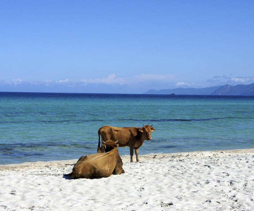 Σουηδία: Και οι αγελάδες θα δροσίζονται στις παραλίες τις ημέρες καύσωνα 