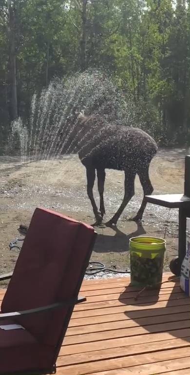 Μαμά ελαφίνα με τα μικρά της «εισέβαλαν» σε αυλή σπιτιού για να δροσιστούν (vid)
