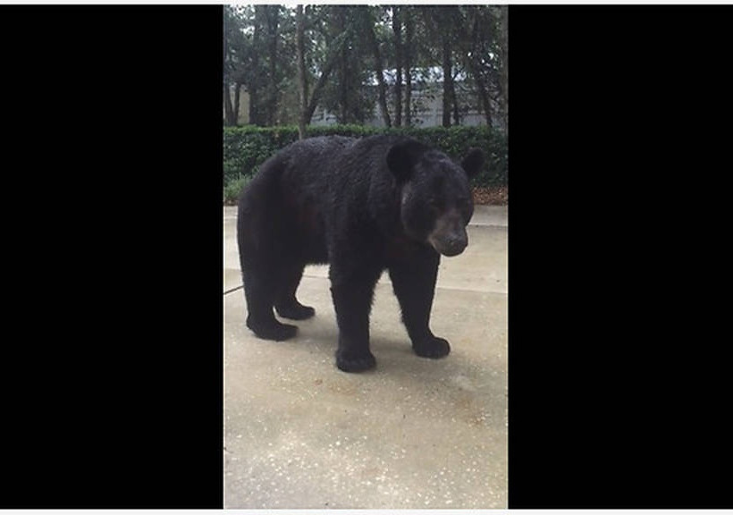 Μαύρη αρκούδα προσπαθεί να «πιάσει» φίλο έναν άνδρα που ατάραχος κάθεται στη βεράντα του (vid)