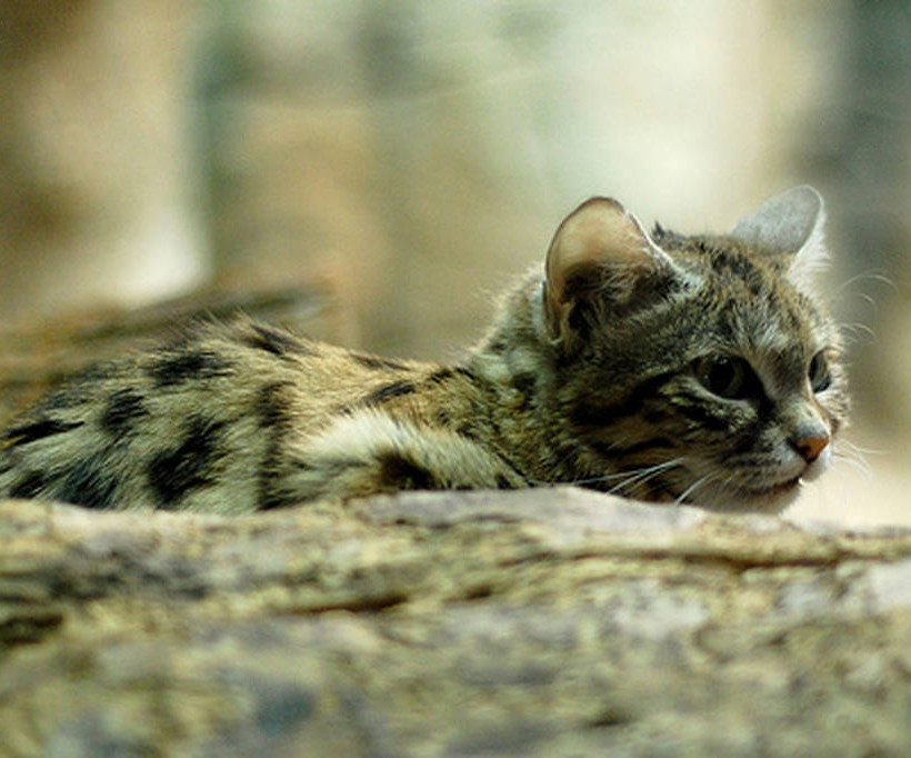Απίστευτο: Το φονικότερο αιλουροειδές του κόσμου είναι μία «γατούλα» 40 εκατοστά 