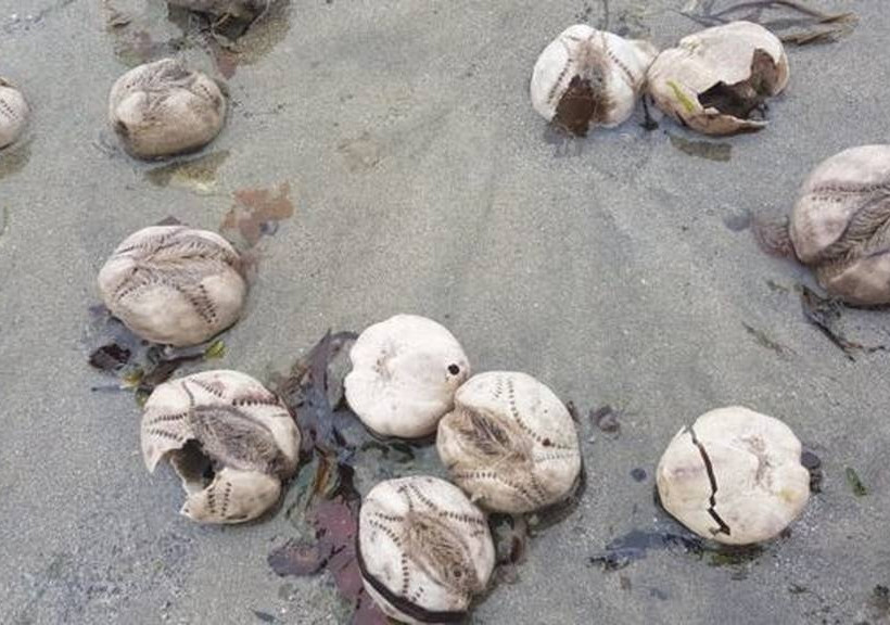 Mυστηριώδη θαλάσσια πλάσματα  στην παραλία της Κορνουάλης