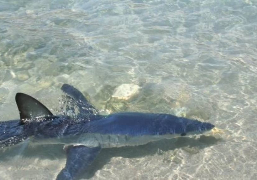 Τρόμος στην Κρήτη: Κολυμπούσαν στα ρηχά και τους πλησίασε ένας... καρχαρίας! (vid+pis)