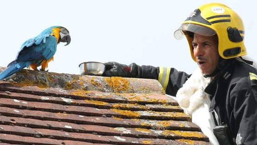 Αθυρόστομος παπαγάλος που μιλά ελληνικά, έβρισε τους πυροσβέστες που προσπάθησαν να τον σώσουν