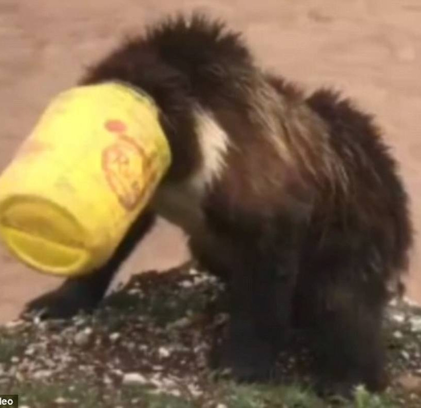 Χωρικοί έσωσαν αρκούδα που της σφίνωσε κάδος στο κεφάλι - Η απίστευτη αντίδρασή της (vid) 