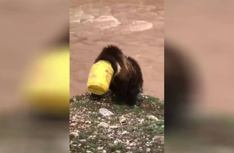 Χωρικοί έσωσαν αρκούδα που της σφίνωσε κάδος στο κεφάλι - Η απίστευτη αντίδρασή της (vid) 