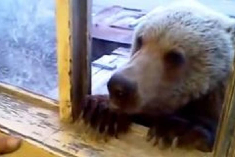 Πεινασμένη αρκούδα μπαίνει στο παράθυρο αποθήκης  - Δεν φαντάζεστε πώς αντέδρασε εργάτης (vid)