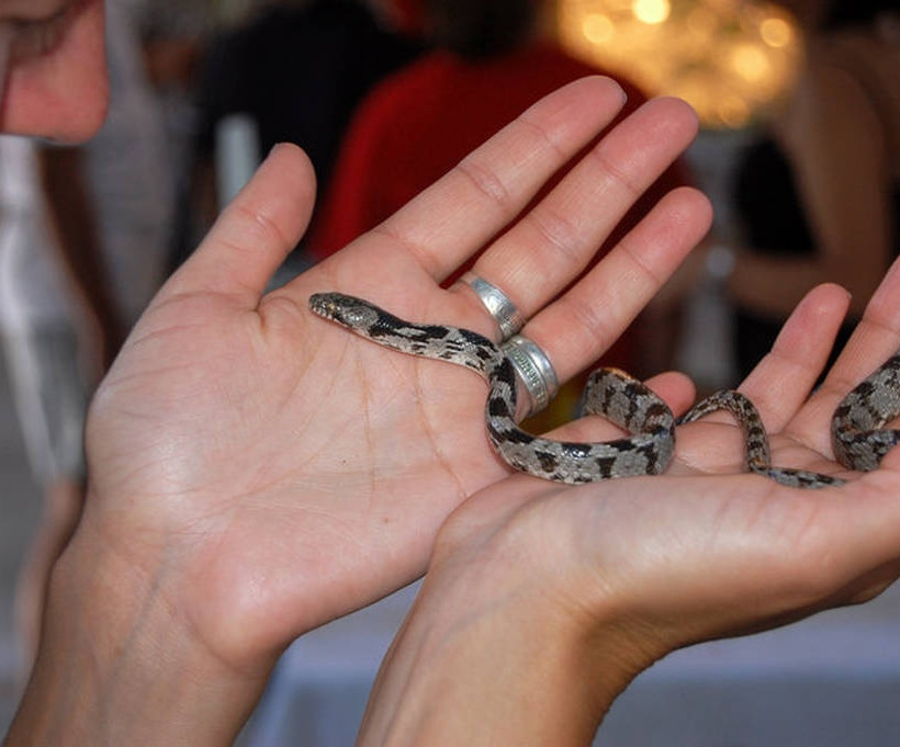 Κεφαλονιά: Εμφανίστηκαν και φέτος τα φιδάκια της Παναγίας 