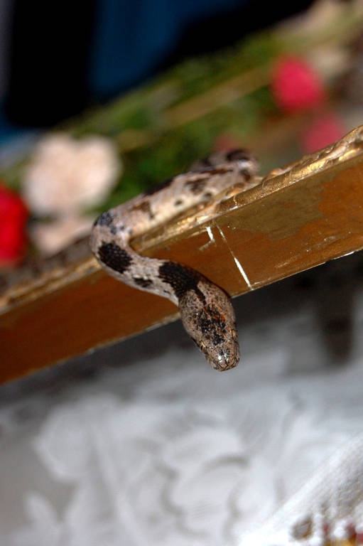 Κεφαλονιά: Εμφανίστηκαν και φέτος τα φιδάκια της Παναγίας 