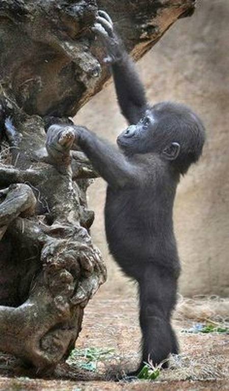 Μικρό γοριλάκι προσπαθεί να φάει αλλά πέφτει από το δέντρο (vid)