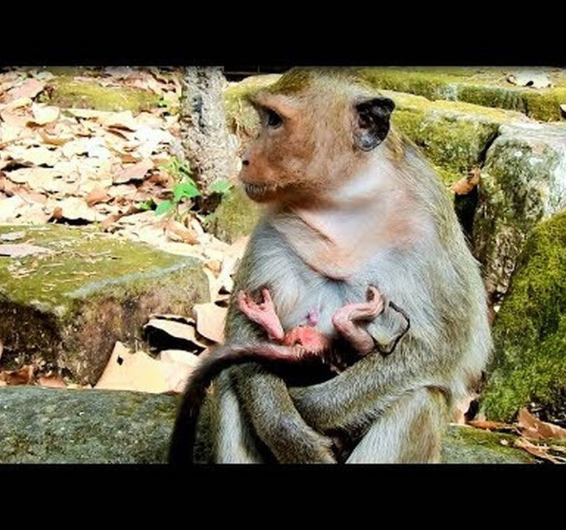 Μαϊμούδες δεν ξέρουν πώς να κρατήσουν το μικρό τους αγκαλιά (vid) 