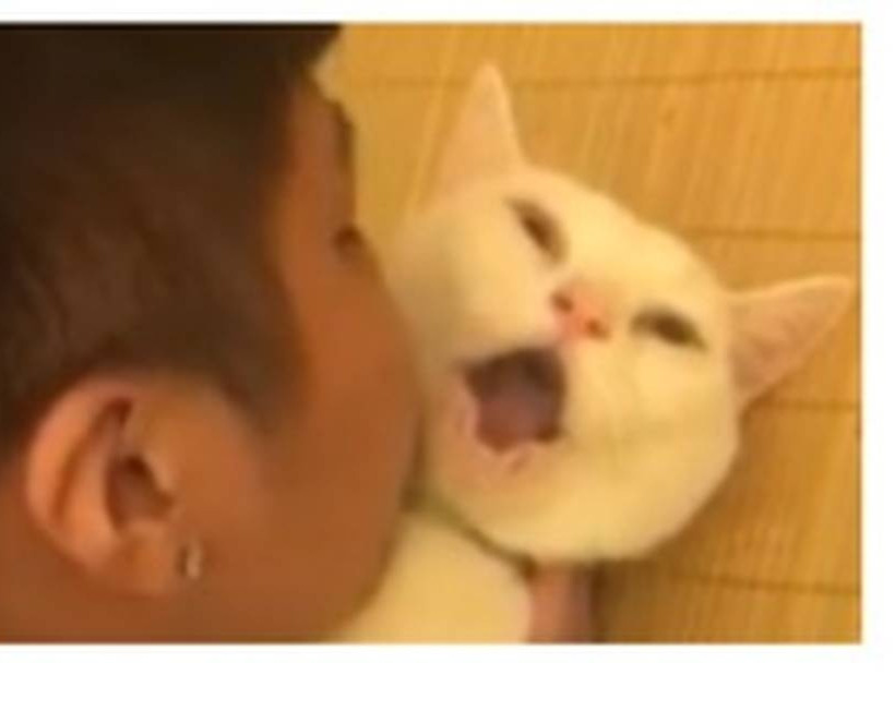 Δείτε την αστεία αντίδραση γάτας όταν την φιλάει μικρό αγόρι (vid) 