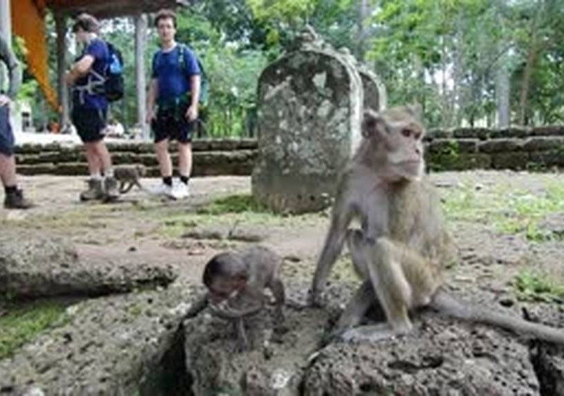 Πεινασμένη μαϊμού περιμένει υπομονετικά μέχρι να της δώσουν φαγητό (vid)