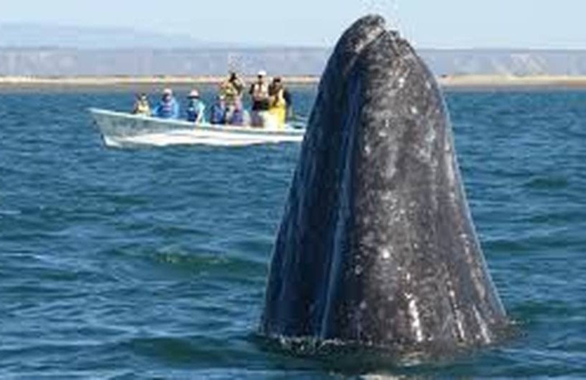 Παρατηρητές φαλαινών έχουν στενή επαφή με φάλαινα όλο περιέργεια (vid)