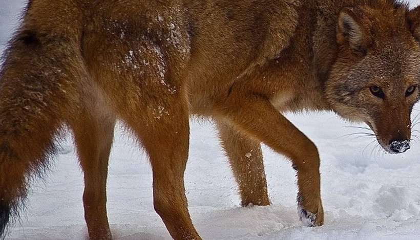 Πλήθος κογιότ περιφέρονται σε γειτονιά σκορπίζοντας τον τρόμο στους κατοίκους (vid)