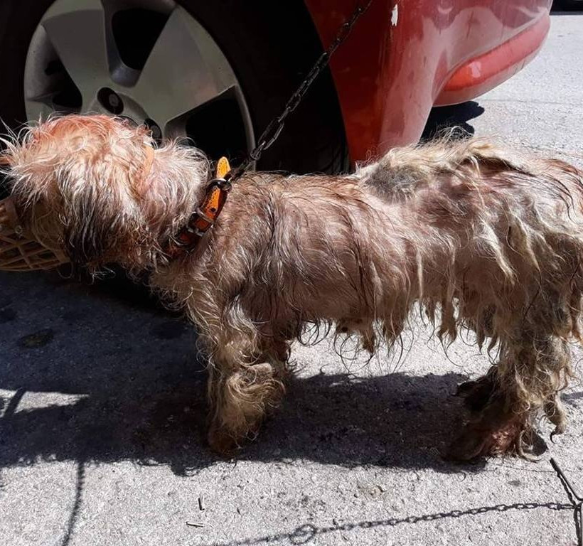 Απάνθρωπες εικόνες στην Κέρκυρα: 62χρονος έλουσε με πετρέλαιο σκυλάκι και το έδεσε σε κολόνα της ΔΕΗ